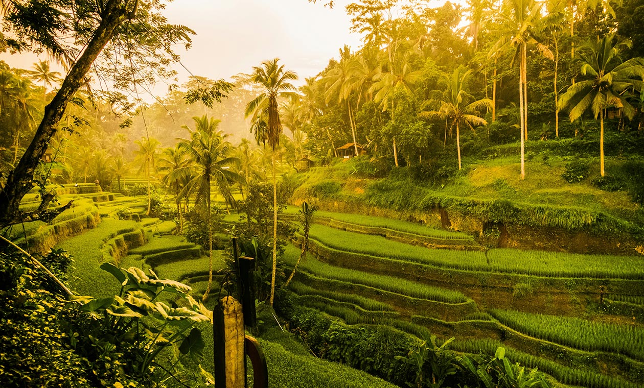 Долгосрочная аренда в Убуде: гайд 2026 для тех, кто устал от пляжей