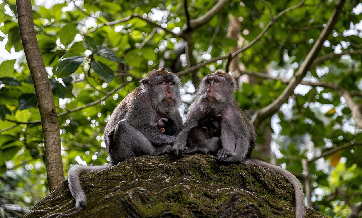 Долгосрочная аренда в Убуде: гайд 2026 для тех, кто устал от пляжей