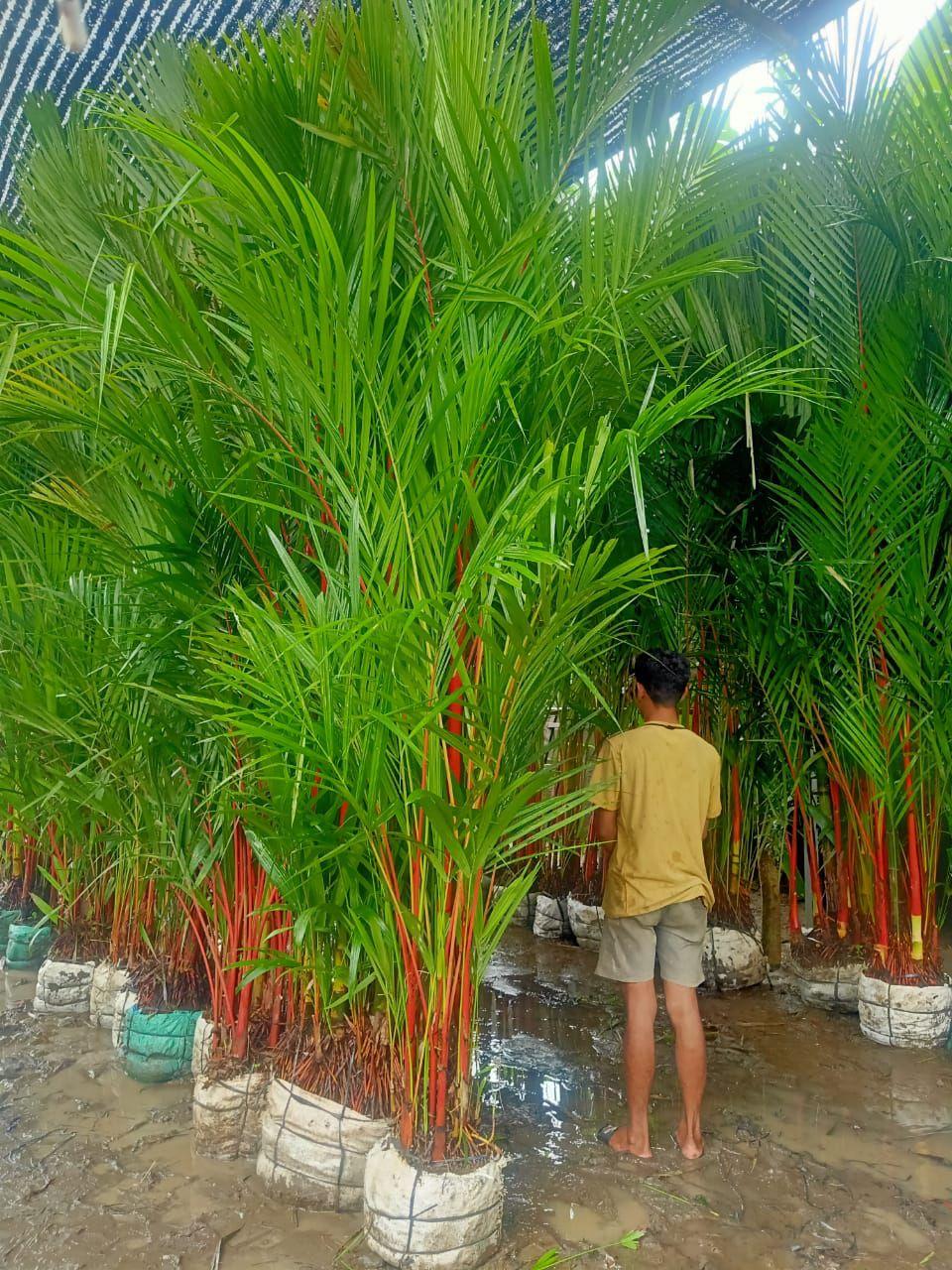 Объявление