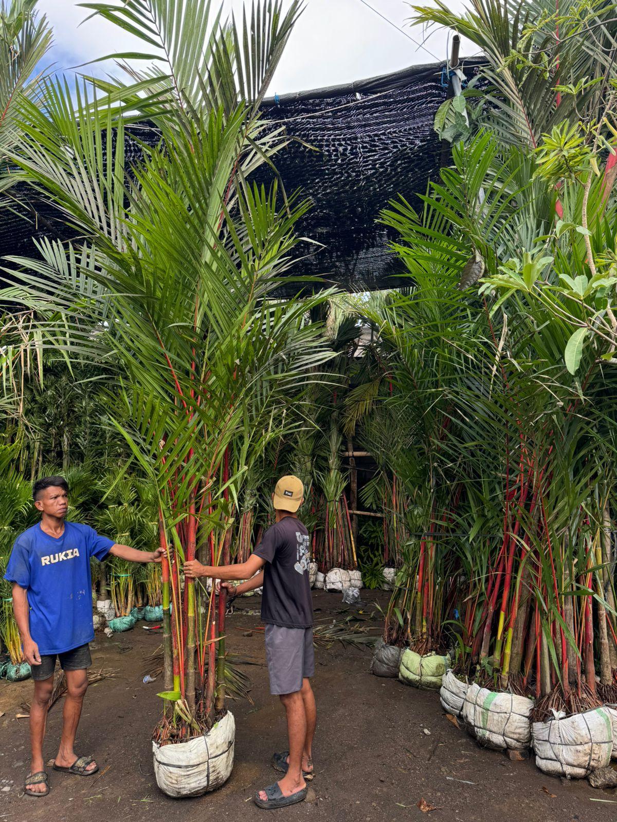 Объявление