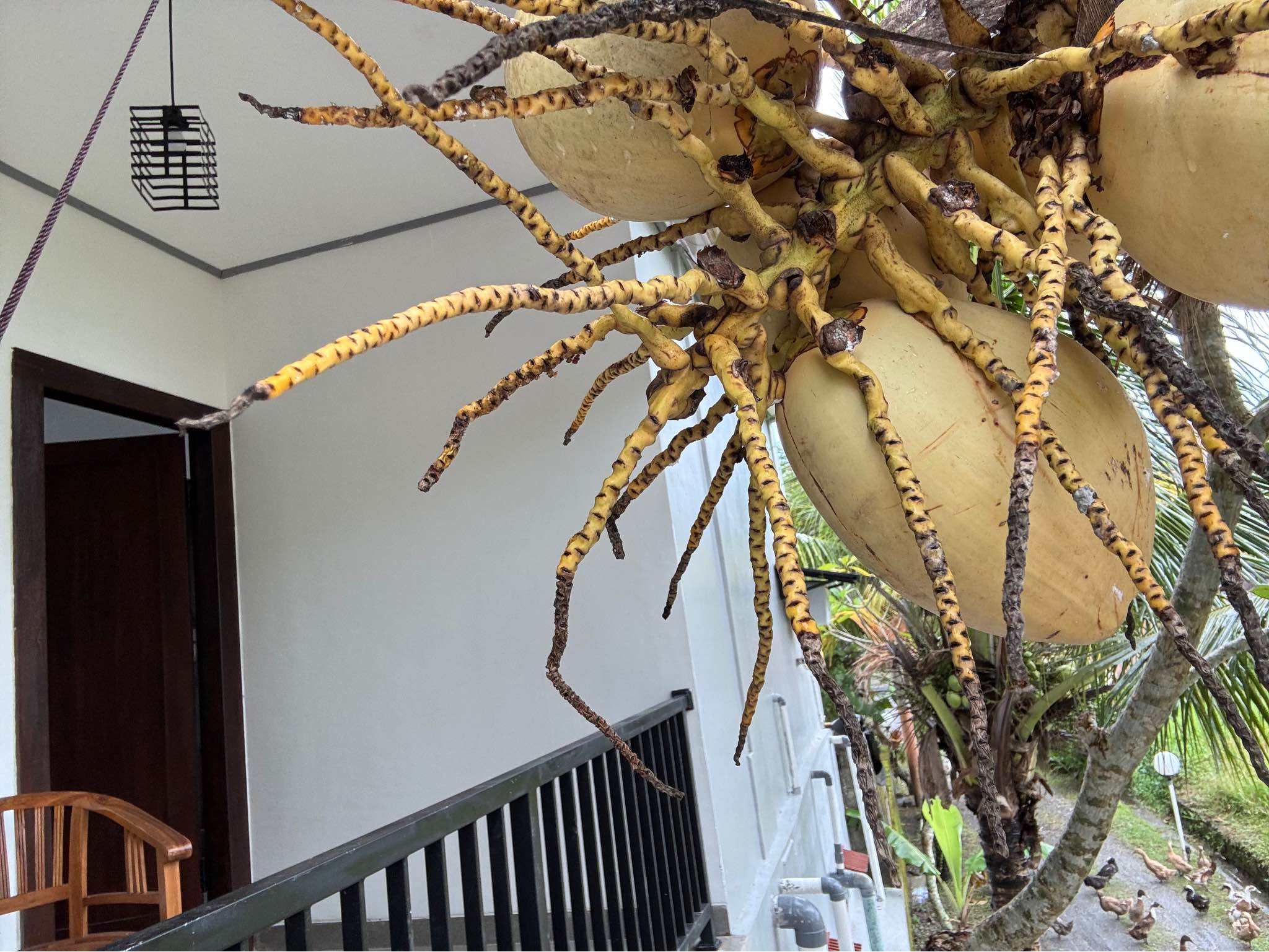 Апартаменты, 1 спальня