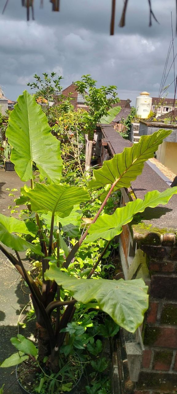 Дом, 1 спальня