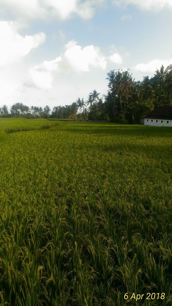 Дом, 1 спальня